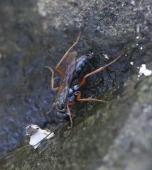Auplopus mellipes