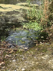 Cladophora glomerata