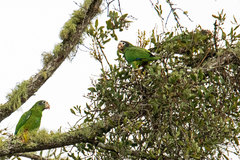 Amazona ventralis