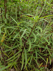 Veronica stenophylla