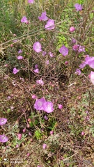 Agalinis peduncularis