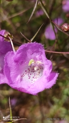Agalinis peduncularis