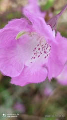 Agalinis peduncularis