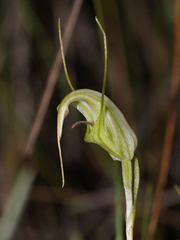 Pterostylis tenuissima