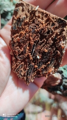 Dendroctonus