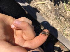 Artoriinae