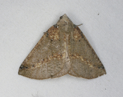 Cassythaphaga macarta