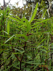 Veronica stenophylla