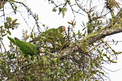 Amazona ventralis