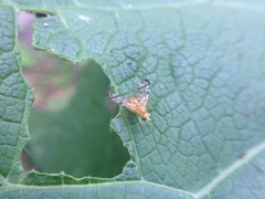 Acidia cognata