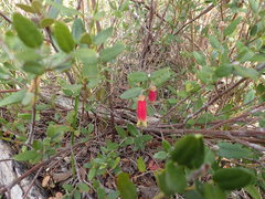 Correa reflexa scabridula