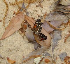 Anthanassa texana seminole