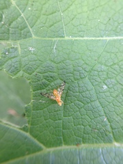 Acidia cognata