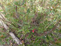 Correa reflexa scabridula