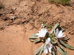 Lewisia brachycalyx