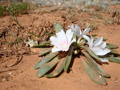 Lewisia brachycalyx