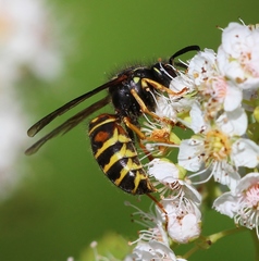 Vespula acadica