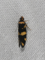 Catadoceta xanthostephana