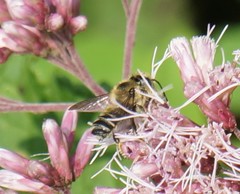 Litomegachile