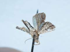 Tripudia balteata
