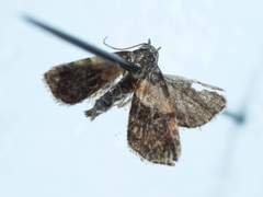 Tripudia balteata