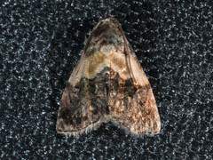 Tripudia balteata