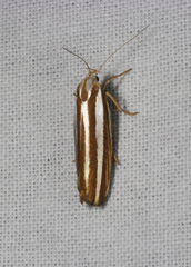 Catoryctis subparallela