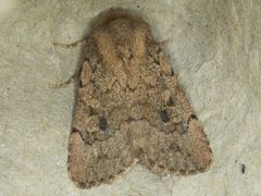 Nudorthodes variabilis