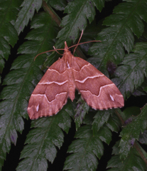Chaetolopha leucophragma