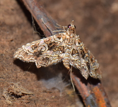 Sisyracera inabsconsalis