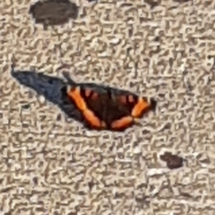 Aglais milberti viola