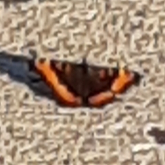 Aglais milberti viola