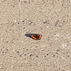 Aglais milberti viola