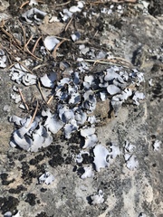 Dermatocarpon americanum