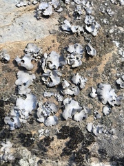 Dermatocarpon americanum