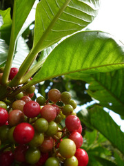 Parathesis psychotrioides