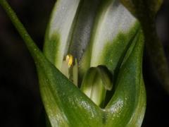Pterostylis falcata