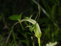 Pterostylis falcata