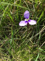 Patersonia occidentalis occidentalis