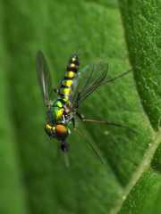 Condylostylus caudatus