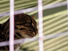 Leopardus tigrinus oncilla
