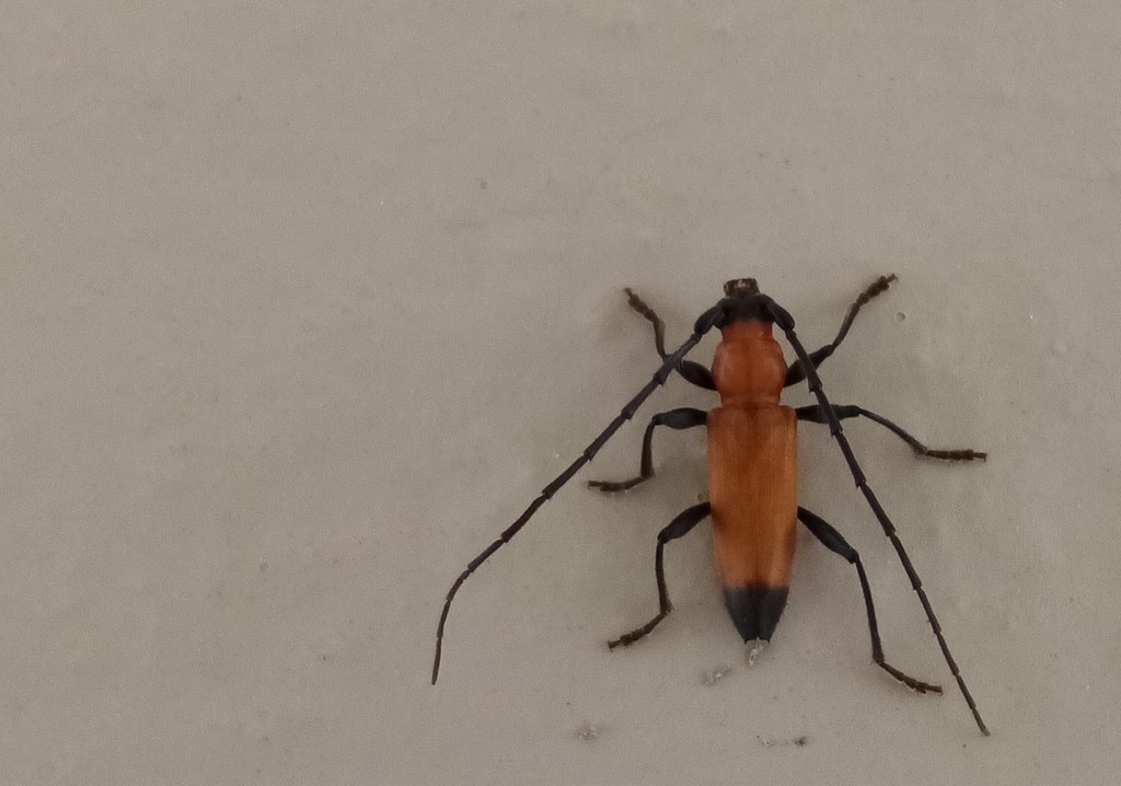 Mephritus apicatus