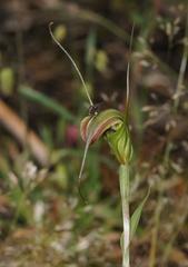 Pterostylis decurva