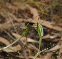 Pterostylis decurva