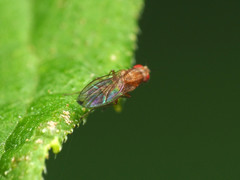 Scaptomyza adusta