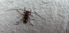 Eburia chemsaki