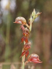 Pterostylis squamata