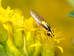Chlorops sulphureus