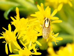 Chlorops sulphureus
