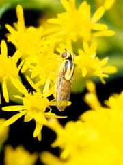Chlorops sulphureus